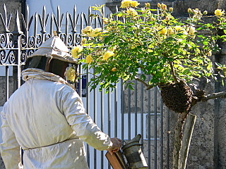 ENJAMBRE DE ABEJAS SE INSTALAN EN EL AYUNTAMIENTO